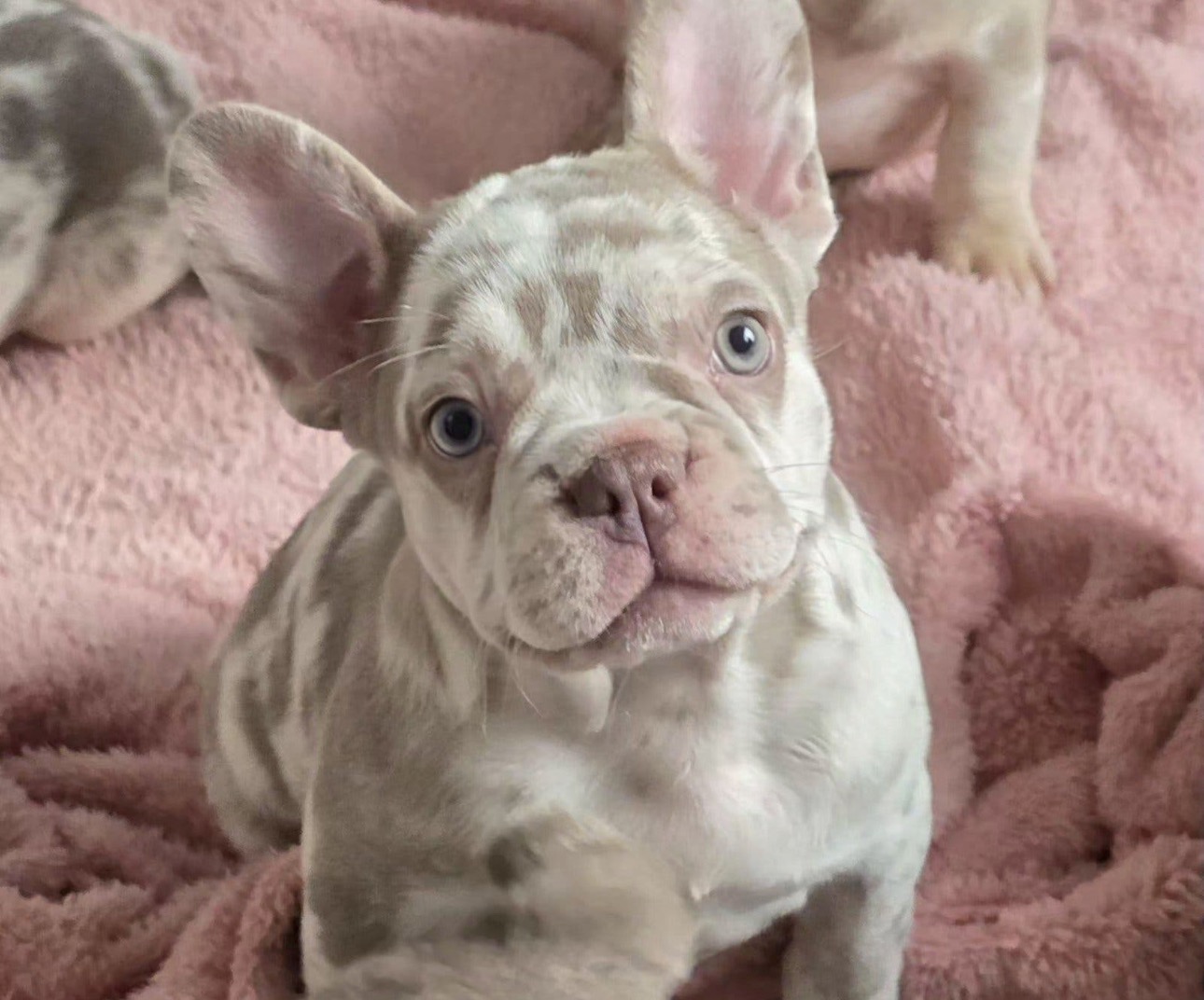 Stitch, de showroommascotte